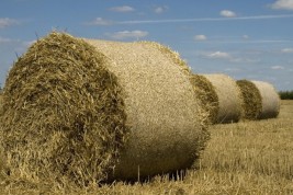 andare a lavorare in campagna