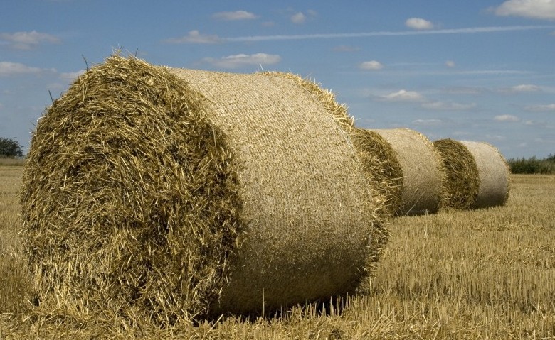 andare a lavorare in campagna