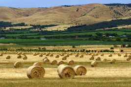 lavorare in fattoria in Nuova Zelanda