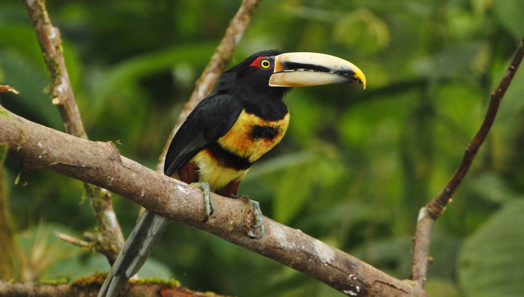 trasferirsi in Ecuador
