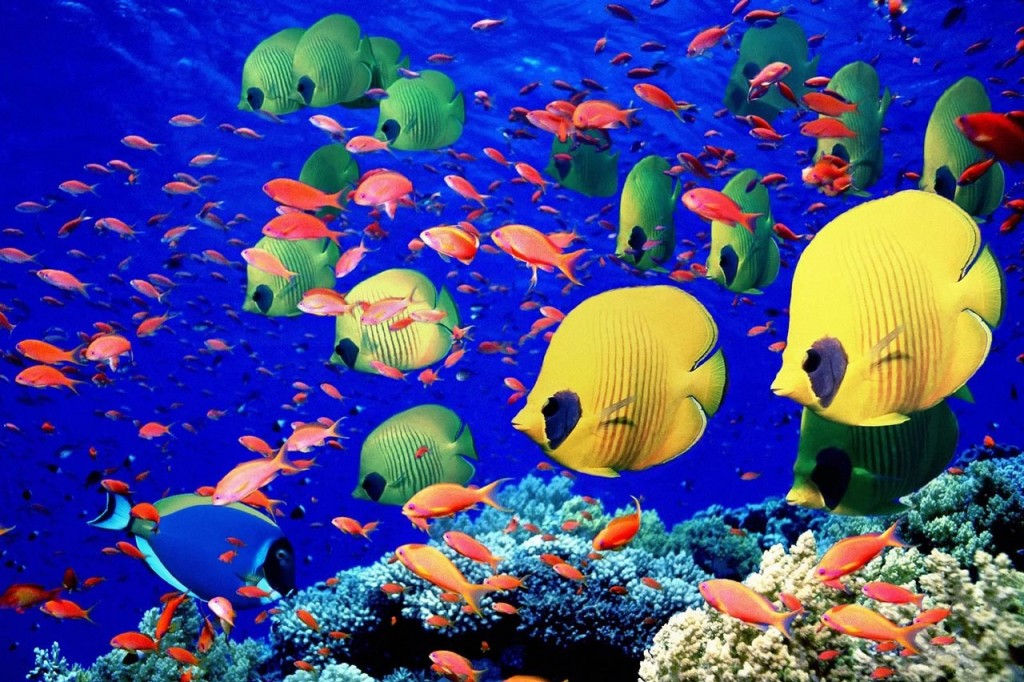 Lavorare sul Mar Rosso