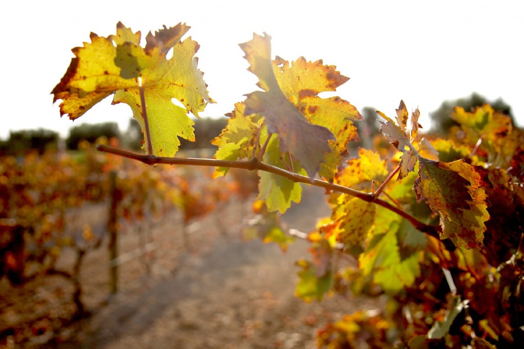 diventare viticoltore