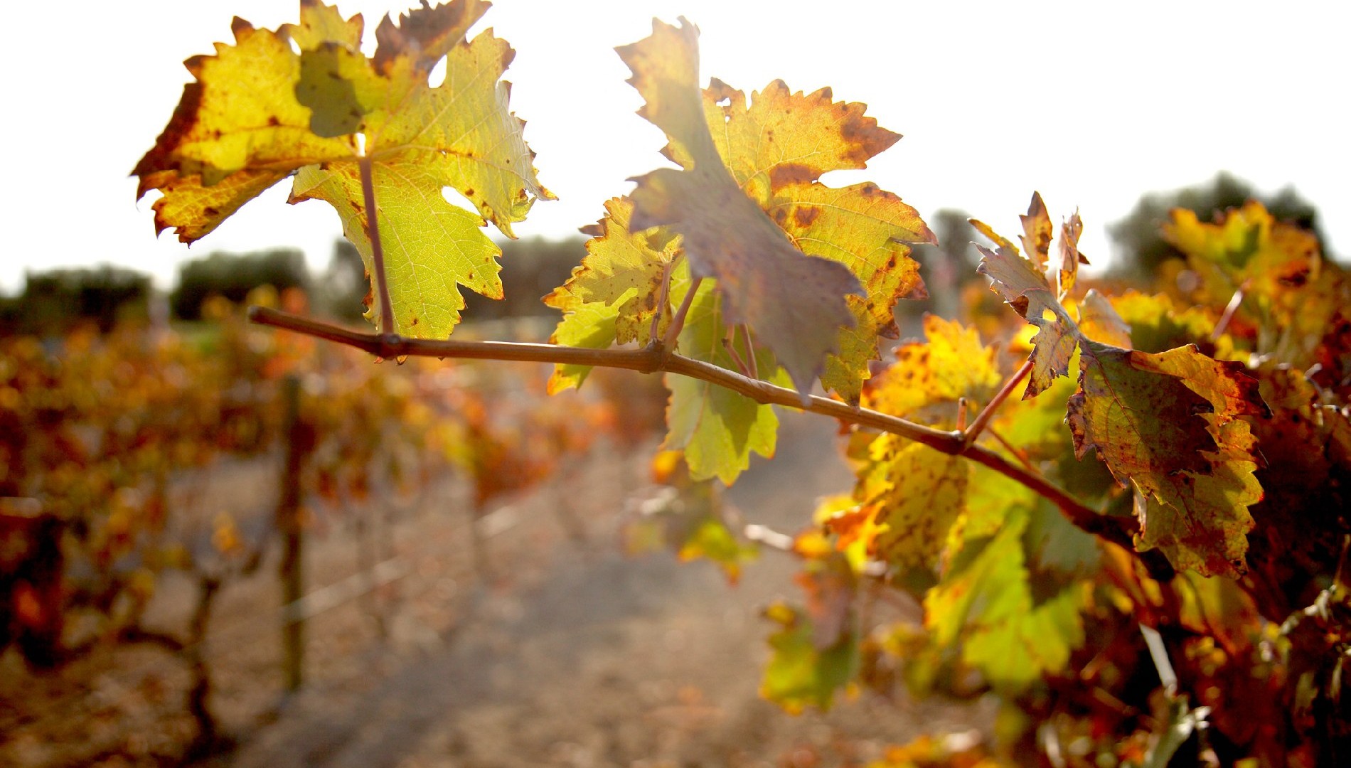 diventare viticoltore