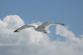 andare contro corrente