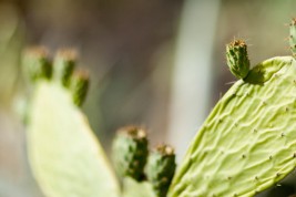 Investire alle Canarie