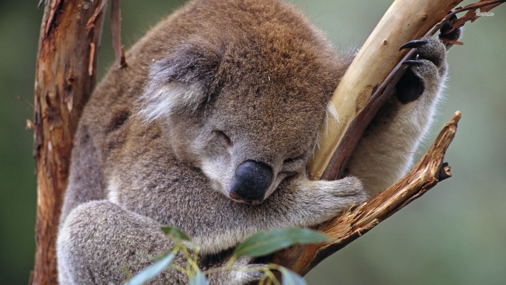 alice avallone koala stipendio