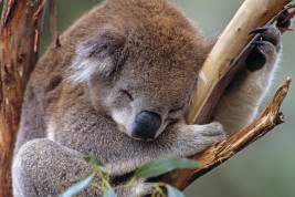 alice avallone koala stipendio
