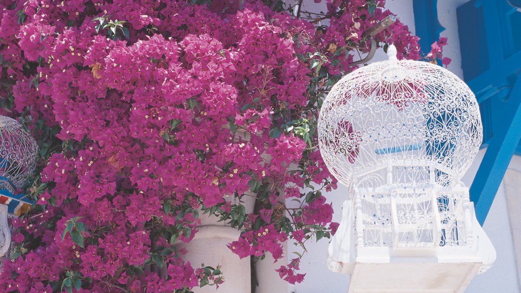 andare a vivere e lavorare in Tunisia