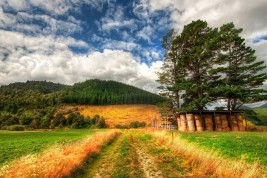 sognando la nuova zelanda