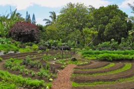 aprire e lavorare in un'azienda agricola
