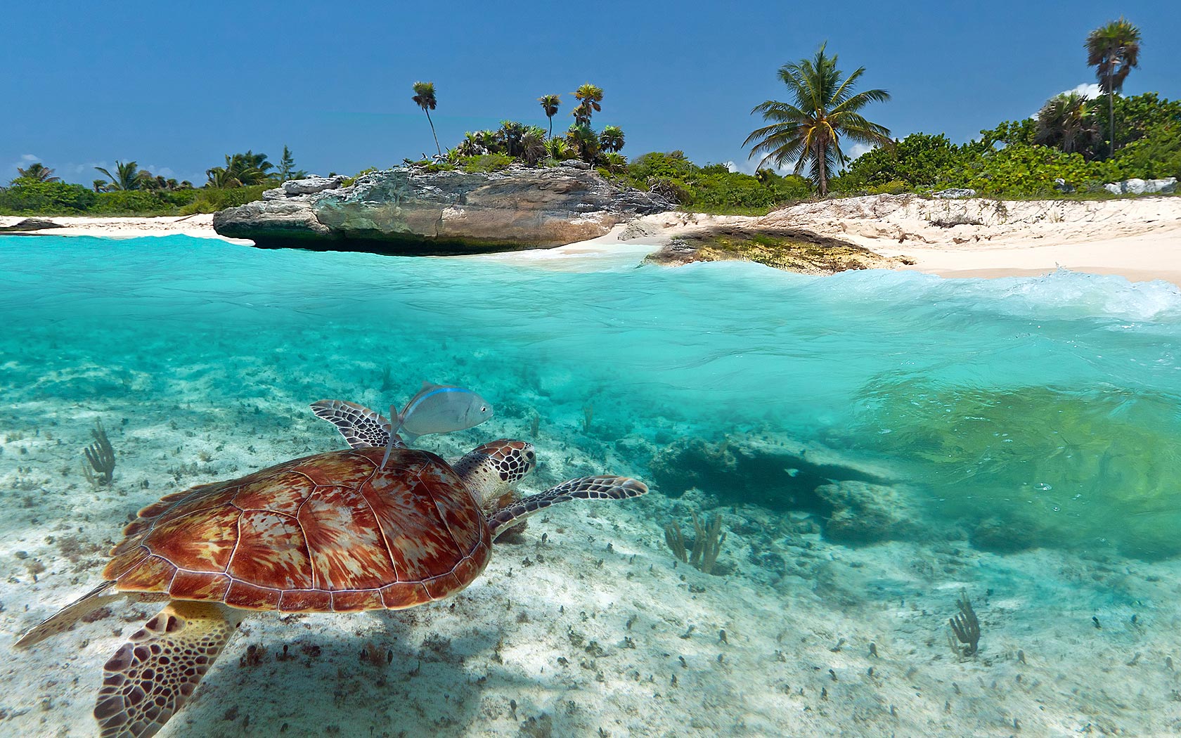 biologa marina in yucatan