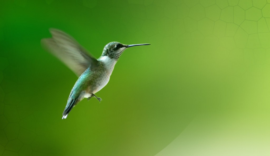 marocco energie rinnovabili