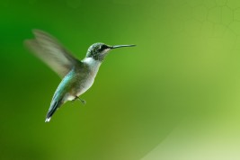 marocco energie rinnovabili