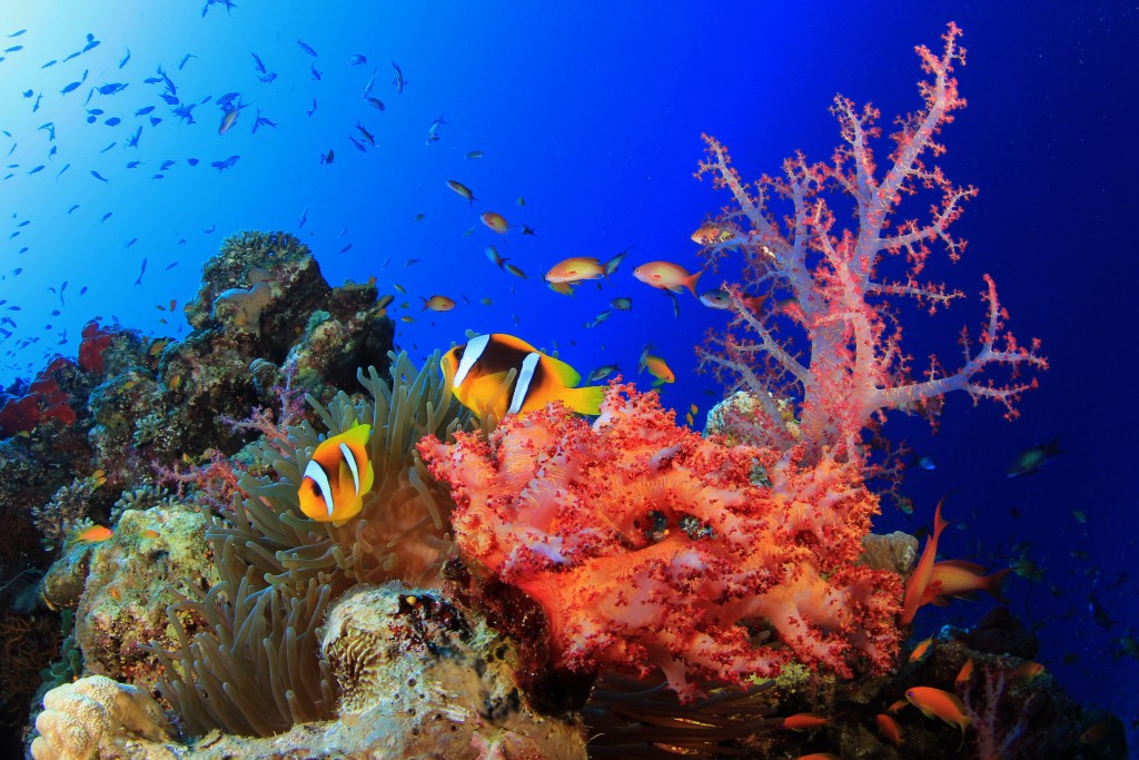vacanze invernali sul Mar Rosso