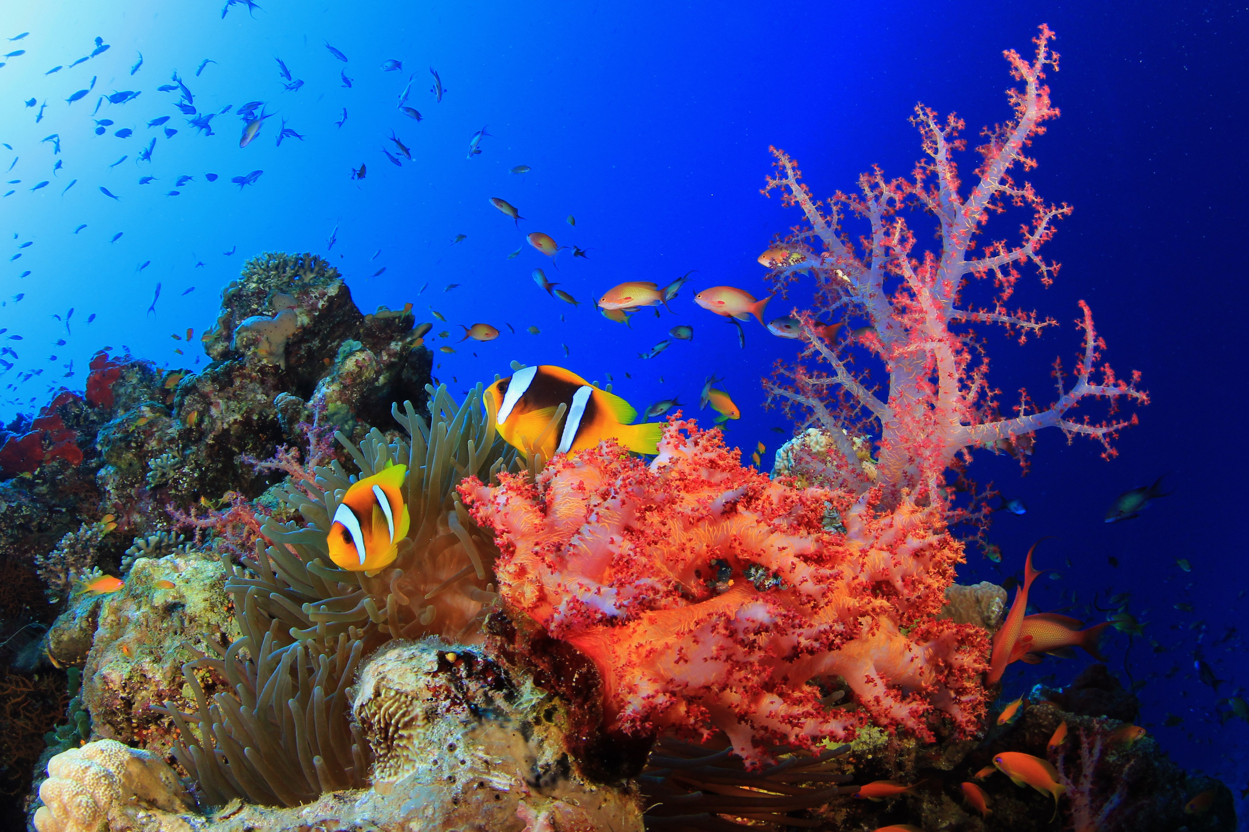 Обои на стол рыбки. Коралловые рифы красного моря. Подводный риф красного моря. Рыбы кораллового рифа красного моря. Рыбки коралловых рифов в Красном море.